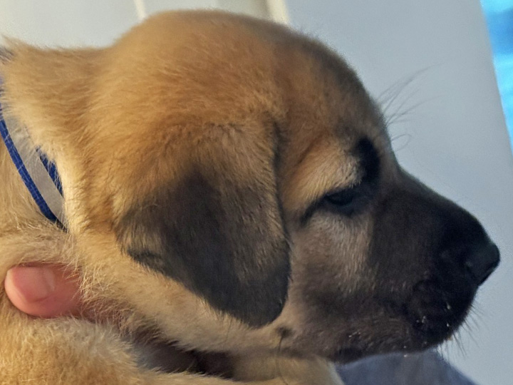 chinook puppy